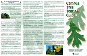 Campus Tree guide - UConn Arboretum Committee
