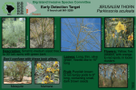 jerusalem thorn - Big Island Invasive Species Committee (BIISC)