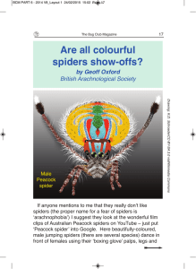 Are all colourful spiders show-offs?