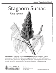 Staghorn Sumac