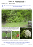 Wayfaring Tree - viburnum lantana