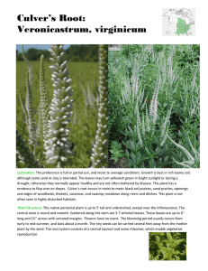 Culver`s Root: Veronicastrum, virginicum