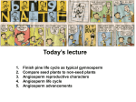 Angiosperm life cycle