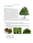 Quercus acutissima Botanical Name: Quercus acutissima Common