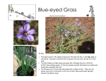 Blue-eyed Grass - Andy`s Web Tools