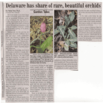 Delaware has share of rare, beautiful orchids