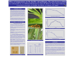 Effect of temperature on the daylily rust pathogen, Puccinia