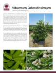 Viburnum Odoratissimum - Cherry Lake Tree Farm