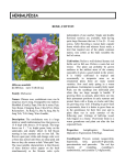 Cotton Rose - Herbalpedia