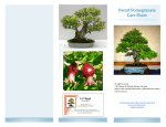 Dwarf Pomegranate Care Sheet