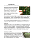 Yew Poisoning in Sheep By: Dr. Jocelyn Jansen, Dr. Bob Wright and