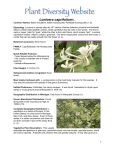 Lonicera caprifolium L. - CLIMBERS