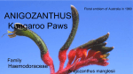 Anigozanthus - San Diego Master Gardeners