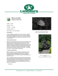 Black Lace Elder - Landsburg Landscape Nursery