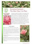 Bromeliad Aechmea — The Silver Vase, Urn Plant