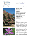 Bauhinia blakeana - Lee County Extension