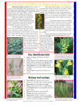 DALMATIAN TOADFLAX: Options for control