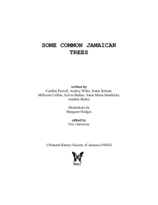 some common jamaican trees - The Natural History Society of Jamaica