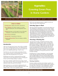Growing Green Peas in Home Gardens