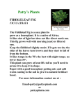 Fiddleleaf Fig - Patty`s Plants