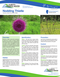 Fact Sheet: Nodding Thistle