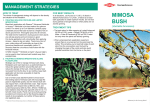mimosa bush - Woody Weed Specialists