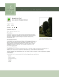 Upright Irish Yew - Stonegate Gardens