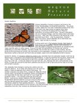 Howdy, BugFans, Viceroy butterflies (Limenitis archippus) are found