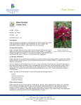 Niobe Clematis - Dutch Growers