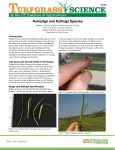 Nutsedge and Kyllinga Species - University of Tennessee Turfgrass