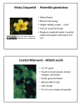 Sticky Cinquefoil - Potentilla glandulosa Coastal Miterwort