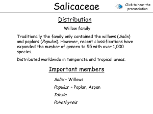Salicaceae
