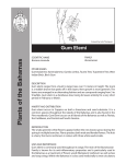 Gum Elemi Fact Sheet - Bahamas National Trust