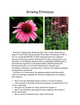 Growing Echinacea - Montana Native Plant Society