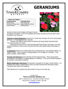 Geraniums - Town and Country Gardens