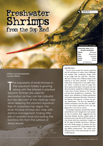Freshwater Shrimps