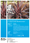 cordyline renegade - Touch of Class Plants