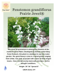 Penstemon grandiflorus Prairie Jewel