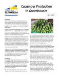 Cucumber Production in Greenhouses Varieties HGA-00434