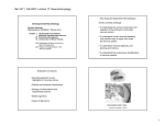 1 Bio 3411, Fall 2007, Lecture 17: Neuroembryology.