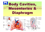 Body Cavities, Mesenteries & Diaphragm