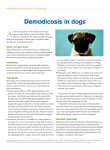 Demodicosis in dogs - Veterinary Medicine