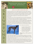 Issue 4, Winter 2008 - Southeastern Greyhound Adoption