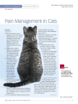 Pain Management in Cats