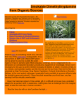 Smokable Dimethyltryptamine from Organic Sources