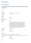 Recombinant Human MEK1 (mutated K97 A) protein