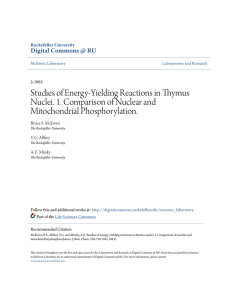 Studies of Energy-Yielding Reactions in Thymus Nuclei. 1