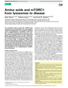 Amino acids and mTORC1: from lysosomes to disease