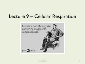Lecture 9 – Cellular Respiration