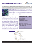 Mitochondrial NRG - Designs for Health